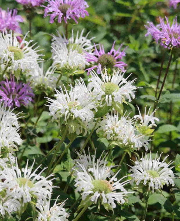 Monarda 'Schneewitchen'