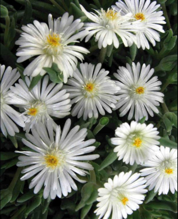 Delosperma Jewel of the Desert Moonstone