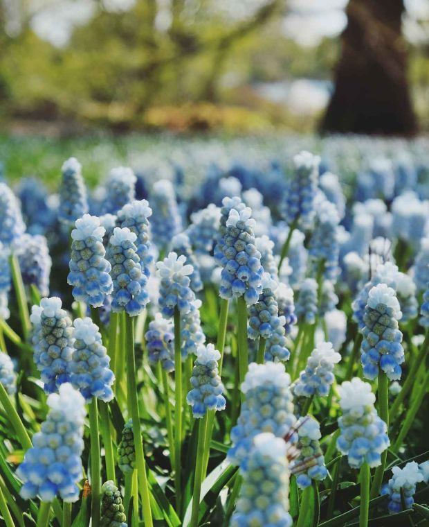 Muscari armeniacum Peppermint