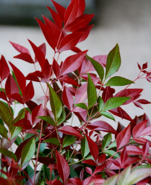 Nandina Domestica Obsessed