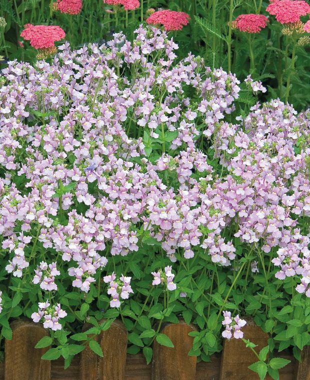 Nemesia denticulata 'Confetti'