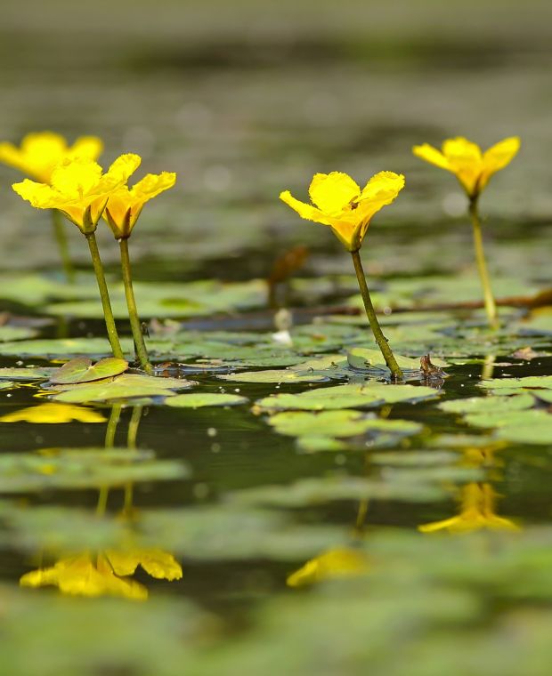 Beginners Aquatic Plant Collection