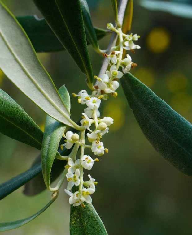 Olea europaea 9cm pot x 1