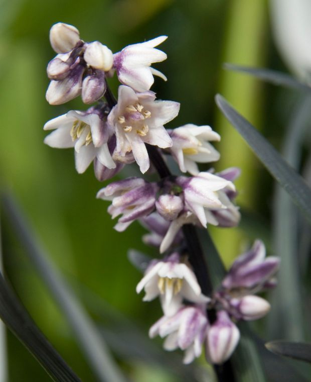 Ophiopogon planiscapus Nigrescens