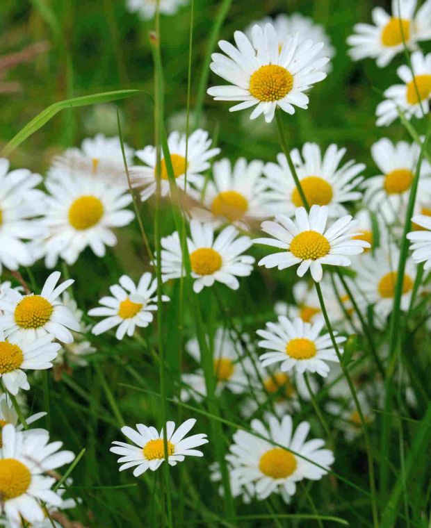 Leucanthemum vulgare