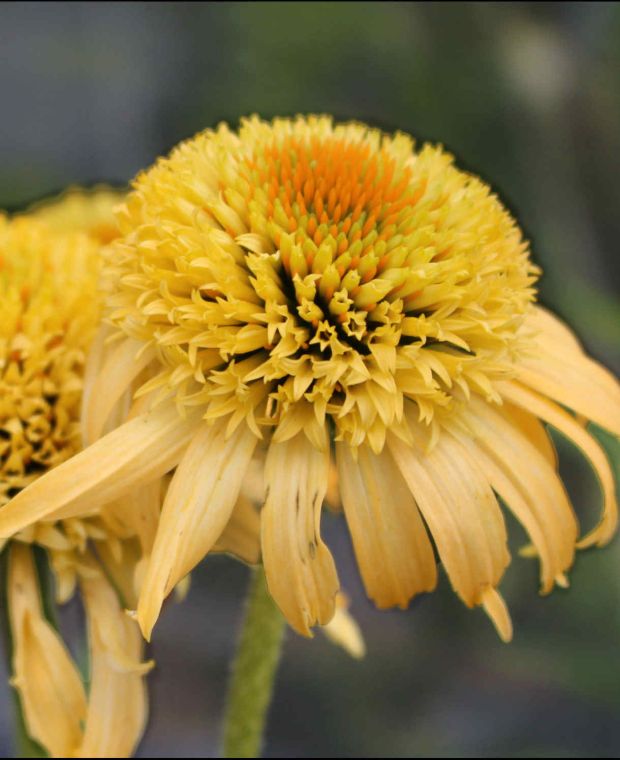 Echinacea Purpurea Papallo Semi Double Peach  