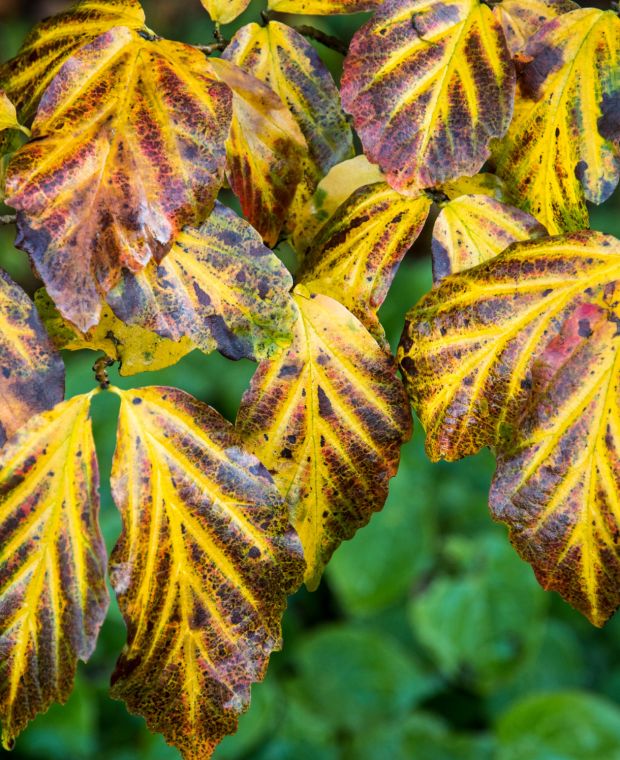 Parrotia persica Vanessa