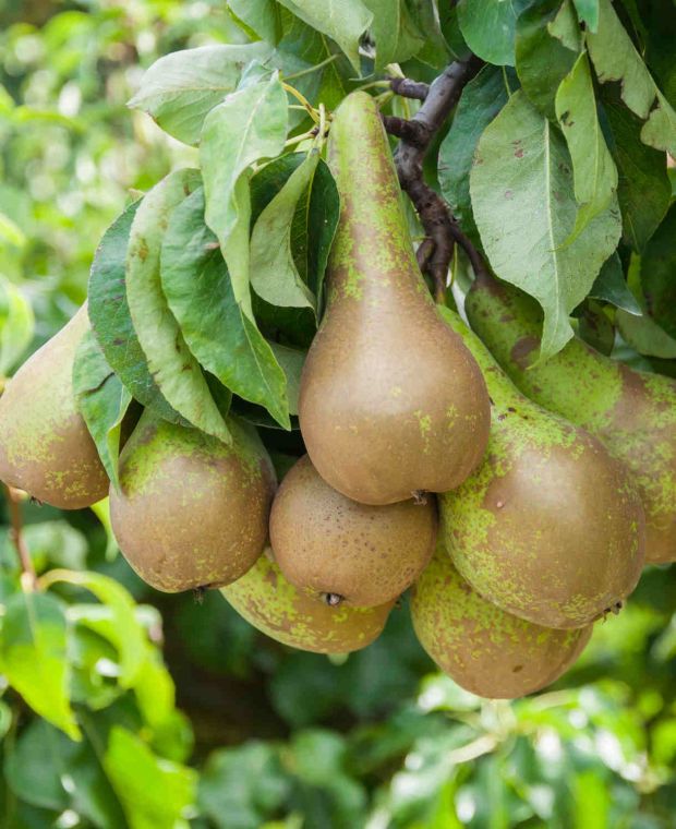 Pear Conference