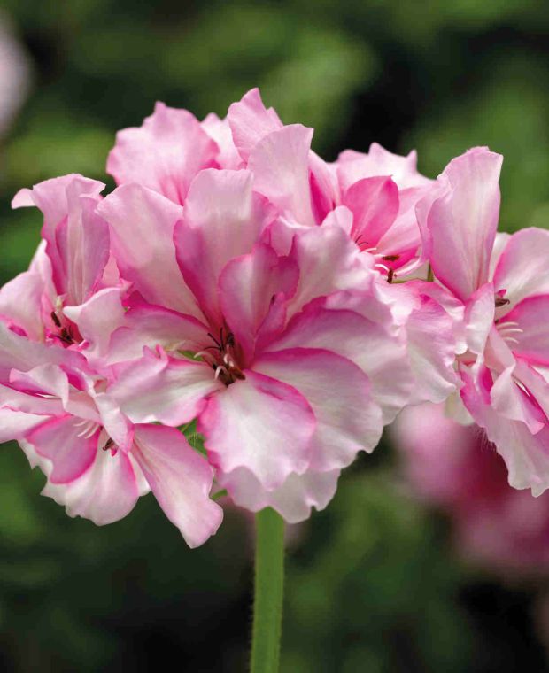 Charismatic Pelargonium Collection