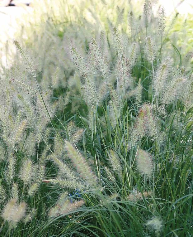 Pennisetum alopecuroides Hameln