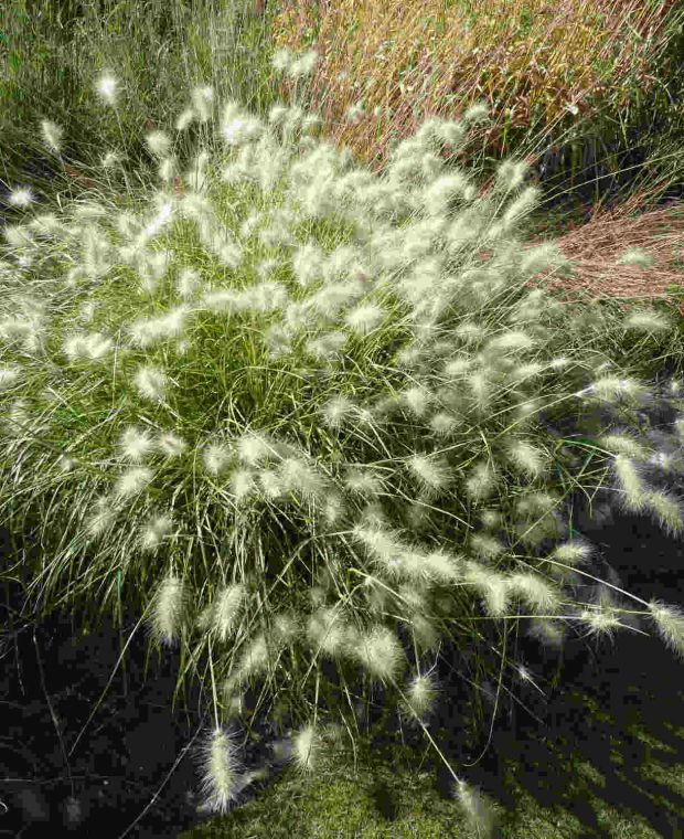 Pennisetum villosum