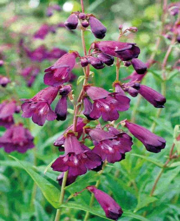 Penstemon 'Blackbird'