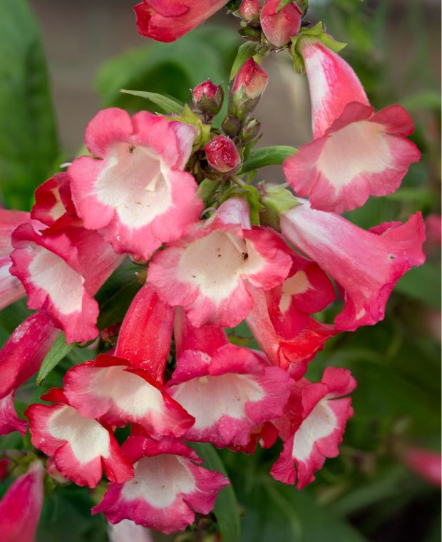 Penstemon Kilimanjaro