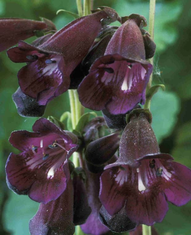 Rudrum Penstemon Collection