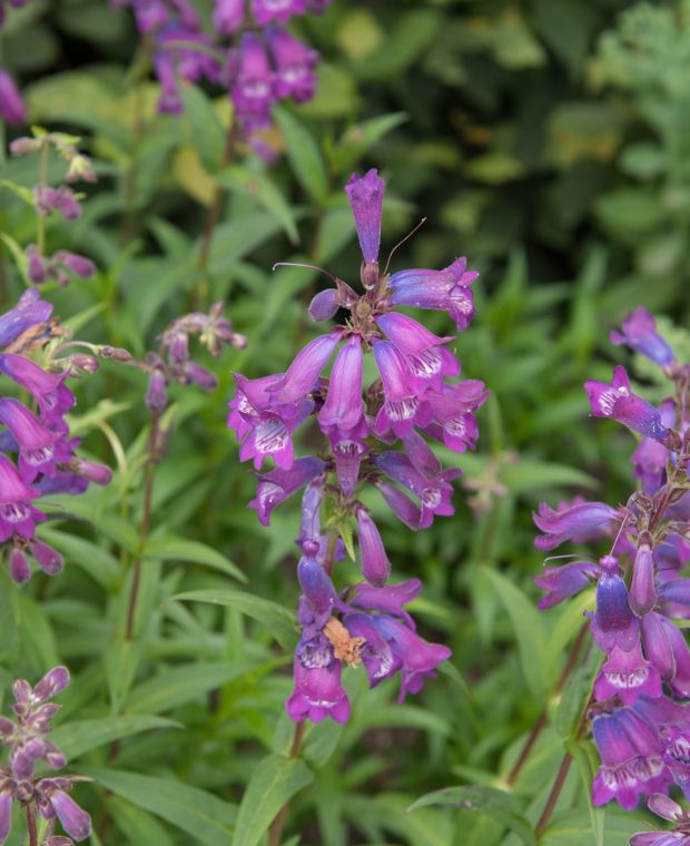 Penstemon Vesuvius