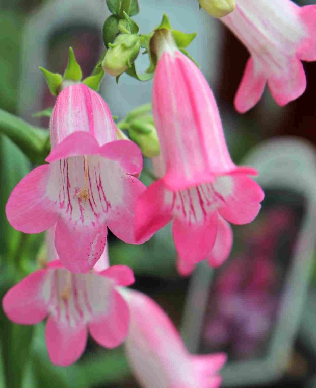 Productive Penstemon Collection