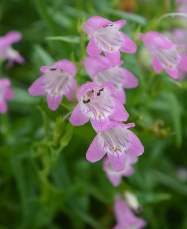 Penstemon Summertime Pink