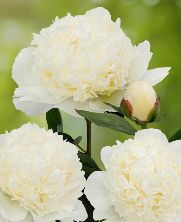 Paeonia lactiflora 'Lancaster Imperial'