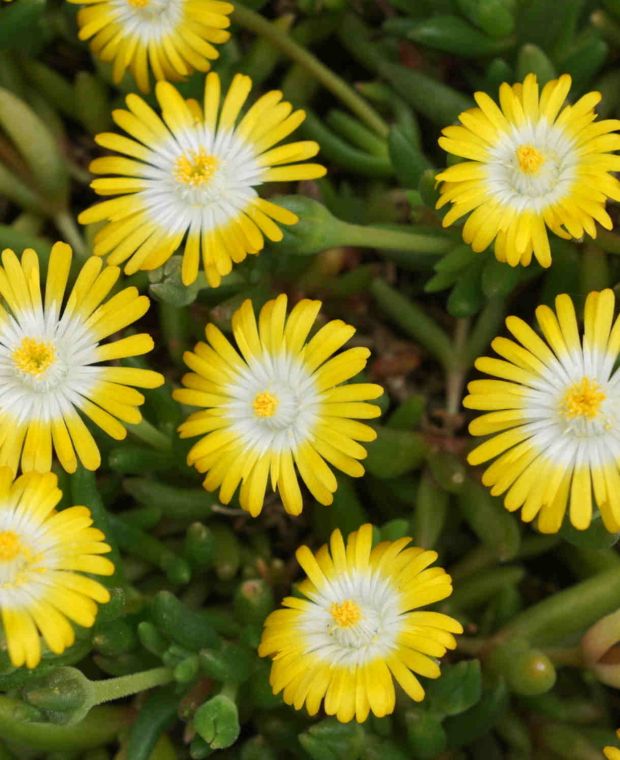 Delosperma Jewel of the Desert Peridot