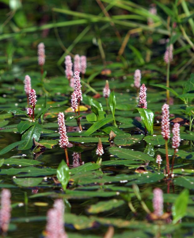 Persicaria Amphibia