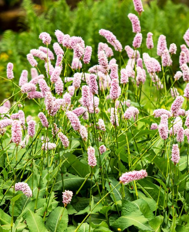 Persicaria bistorta Superba