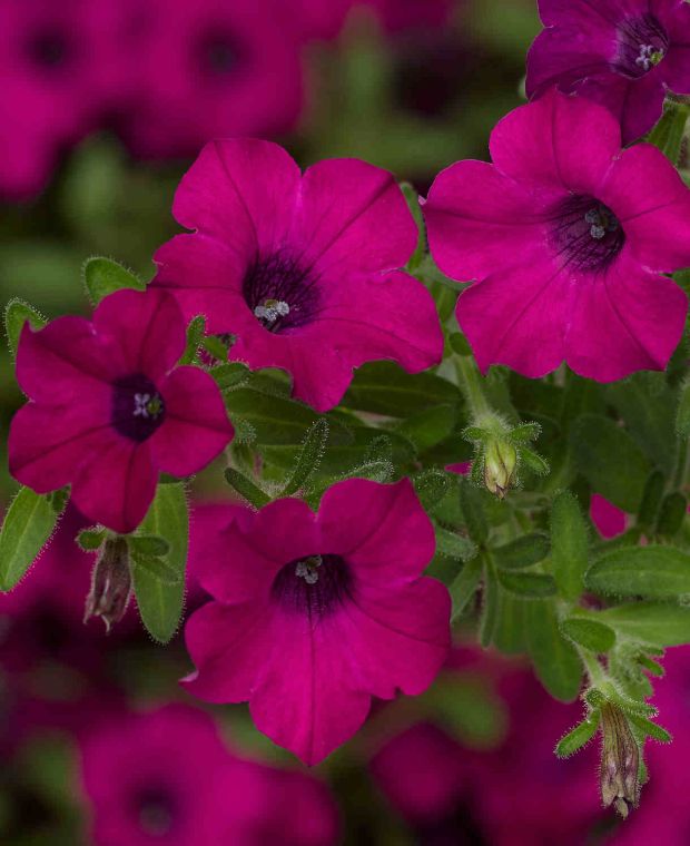 Petunia Itsy Trio