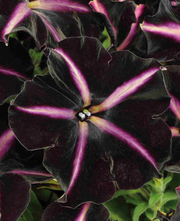 Petunia Pinstripe