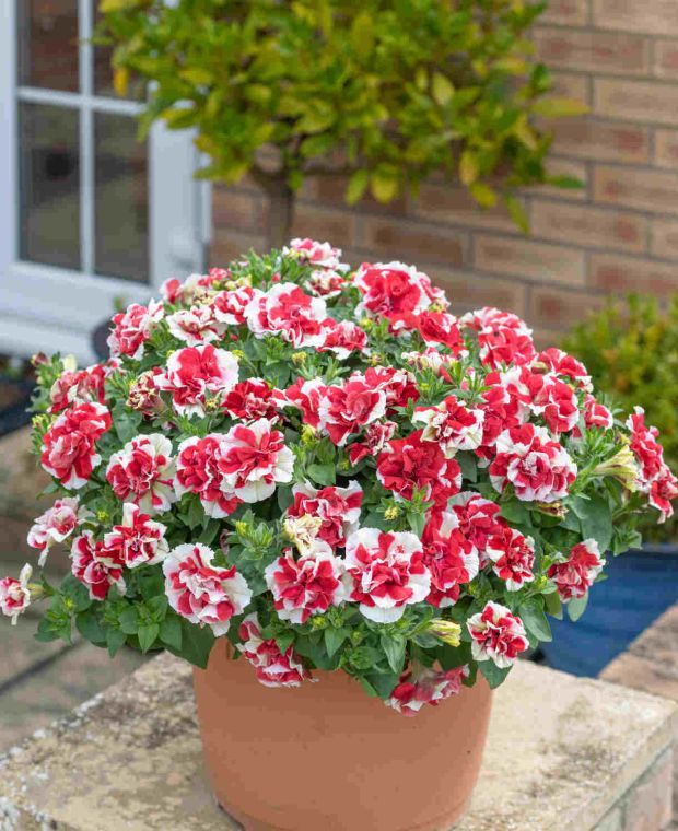 Petunia Tumbelina Scarlet Ripple