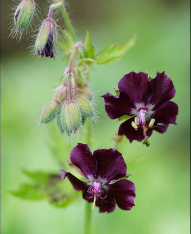 Geranium phaeum