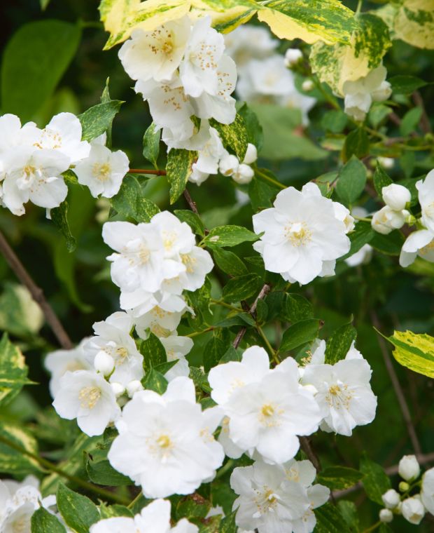 Philadelphus Innocence