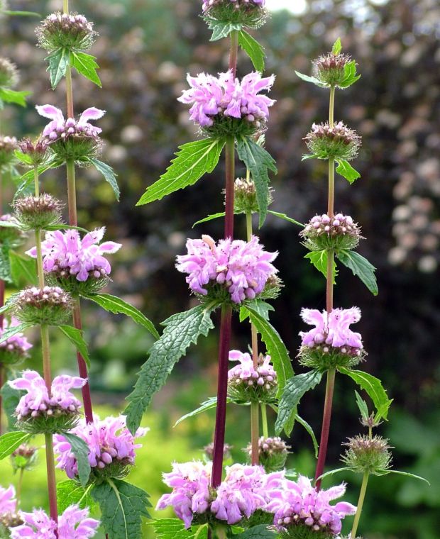 Phlomis Tuberosa Amazone