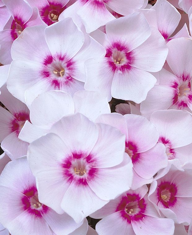 Phlox paniculata Europa