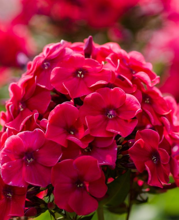 Phlox paniculata Spitfire