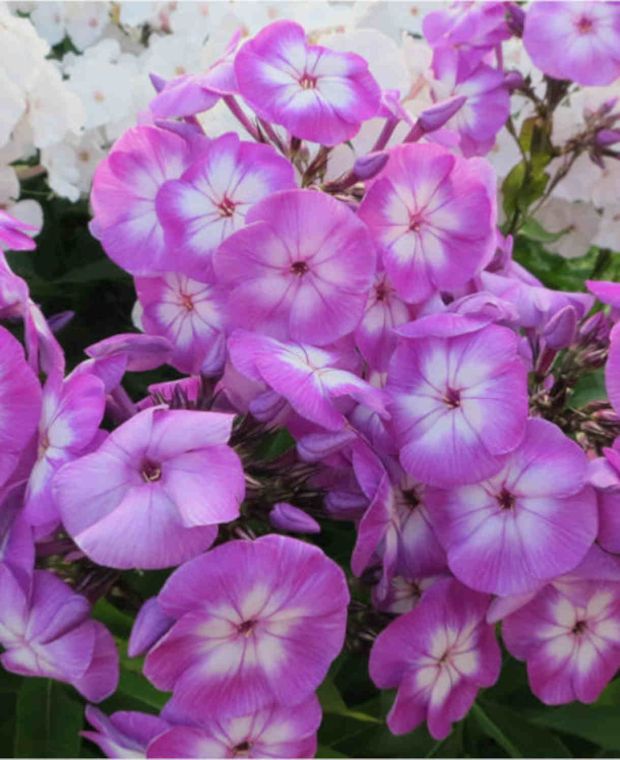 Phlox paniculata Uspech