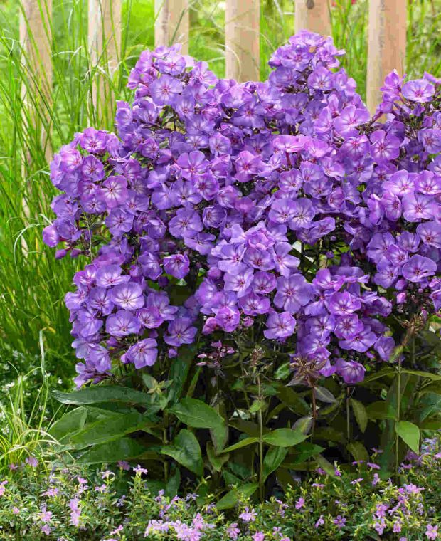 Phlox paniculata 'Sweet Summer Surprise' 