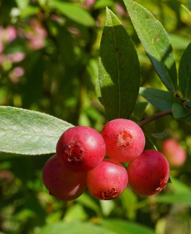 Vaccinium Dwarf Pink Lemonade  (Mid) 