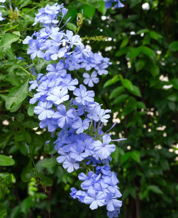 Plumbago auriculata