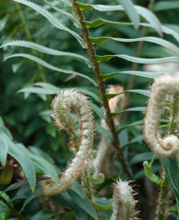 Polystichum munitum