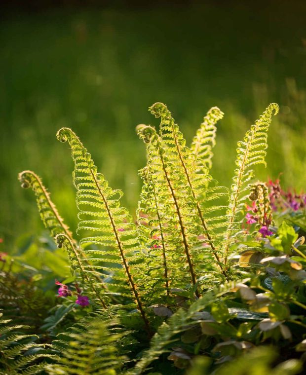 Polystichum setiferum