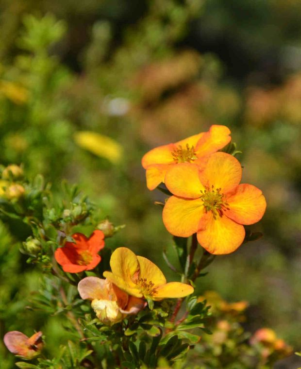 Potentilla fruticosa Bella Sol