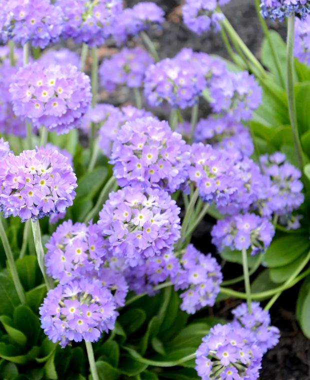 Primula denticulata  var. cachemiriana