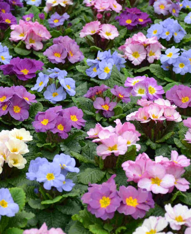 Primula Provence Mixed