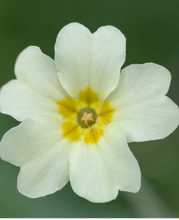 Primula Vulgaris