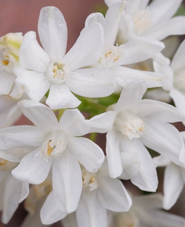 Puschkinia scilloides var. libanotica Alba