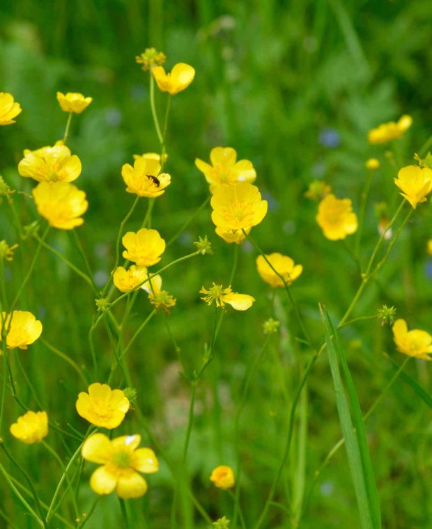 Ranunculus acris | Hayloft