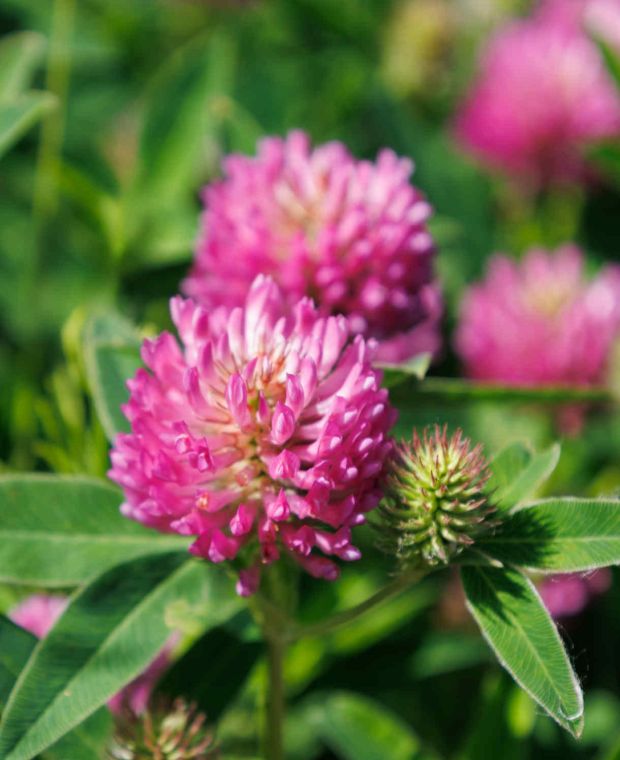 Trifolium Pratense