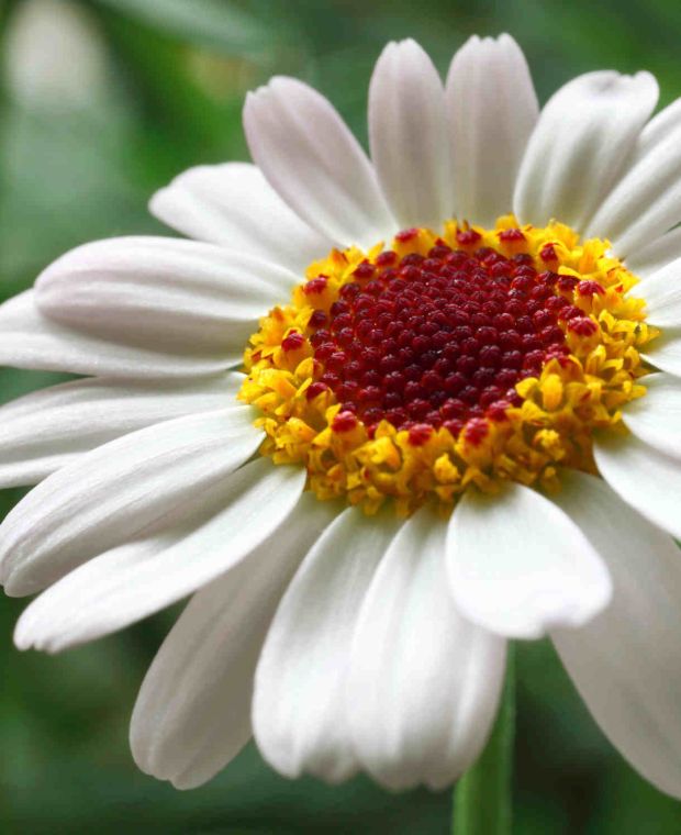 Rhodanthemum Casablanca 