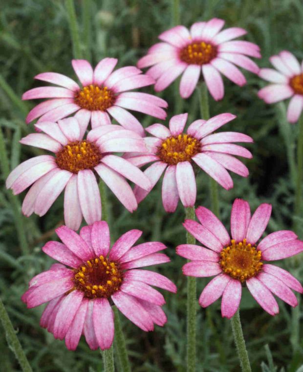 Rhodanthemum Marrakech 