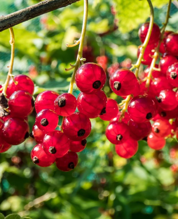 Ribes rubrum