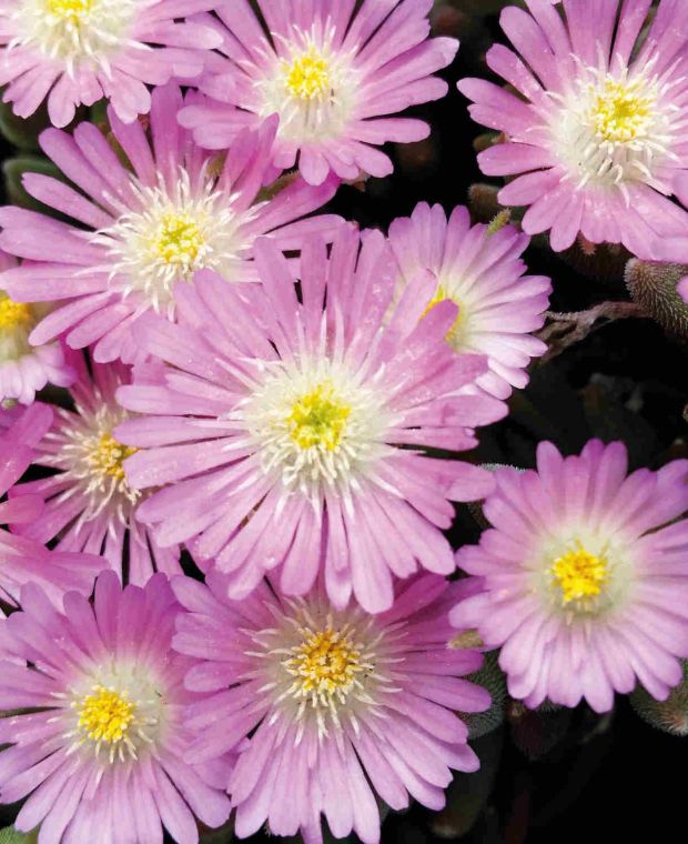 Delosperma Jewel of the Desert Rose Quartz